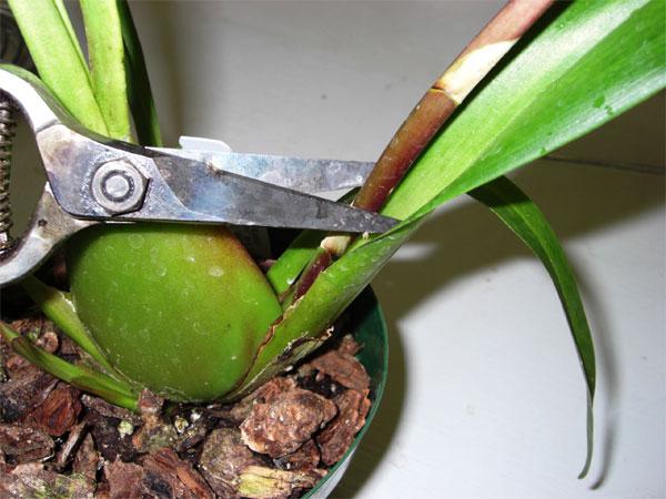 как рассадить орхидею фаленопсис