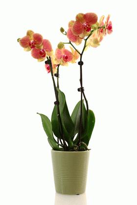орхидея фаленопсис в домашних условиях