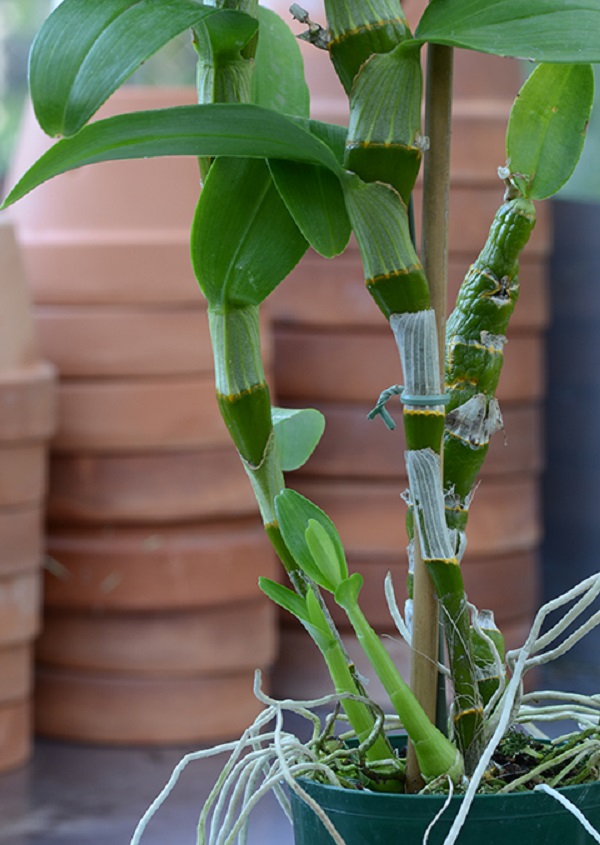орхидея дендробиум нобиле уход в домашних условиях и размножение