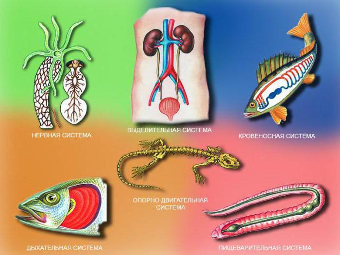 органы животных системы органов
