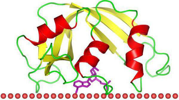 эозинофильного катионного белка