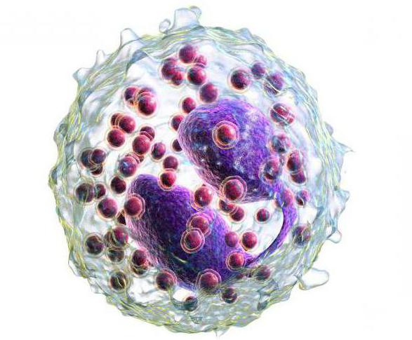 Average Red Blood Cell Count In Adults Totalbertyl