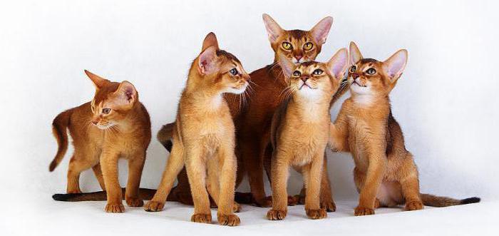  поведение абиссинских кошек 