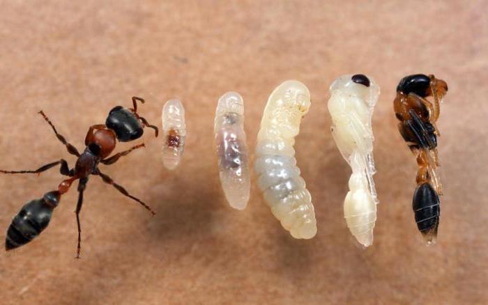 стадии развития муравья 