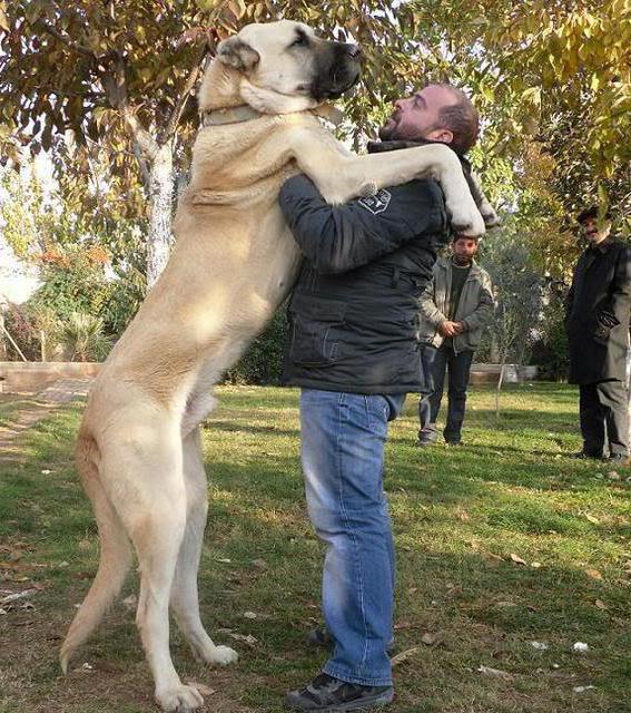 топ 10 самых сильных собак в мире кангал