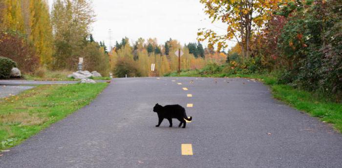 Что делать если черная кошка перебежала дорогу