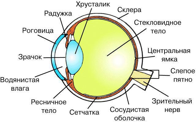 функции роговицы глаза 