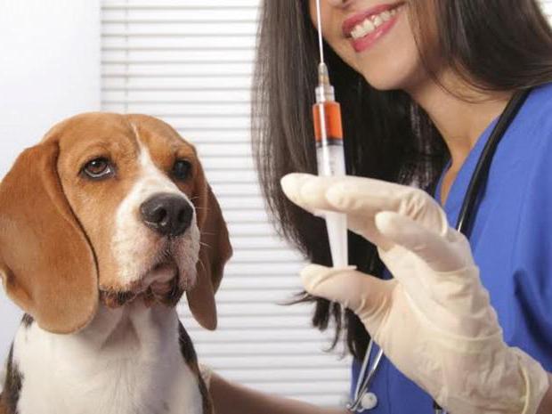 лечение венерической саркомы у собак