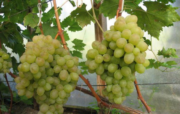 Вкусовые качества сорта винограда Ланселот 