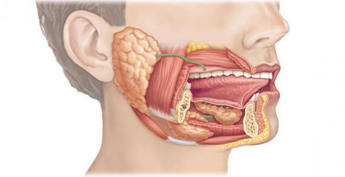 функции слюнных желез человека