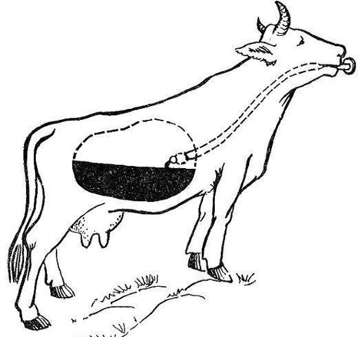 тимпания рубца у теленка