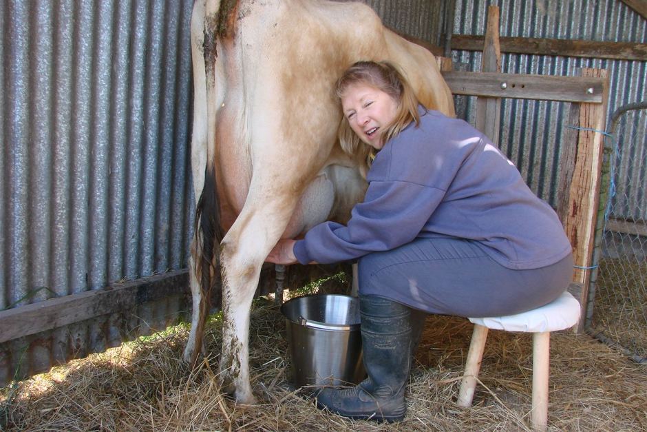 к чему снятся коровы женщине сонник
