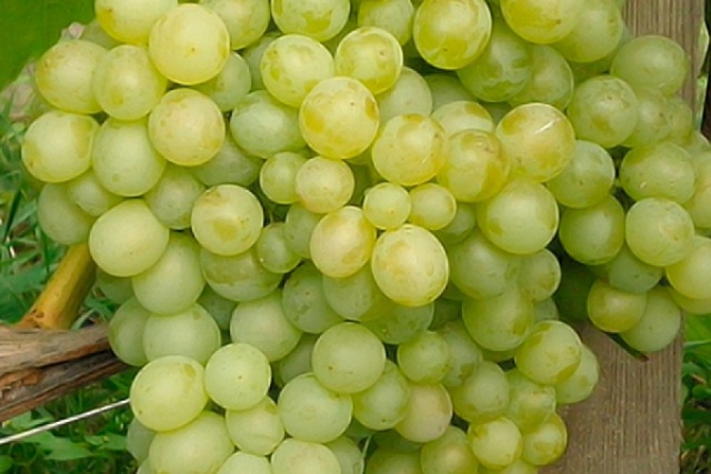 виноград восторг описание сорта отзывы