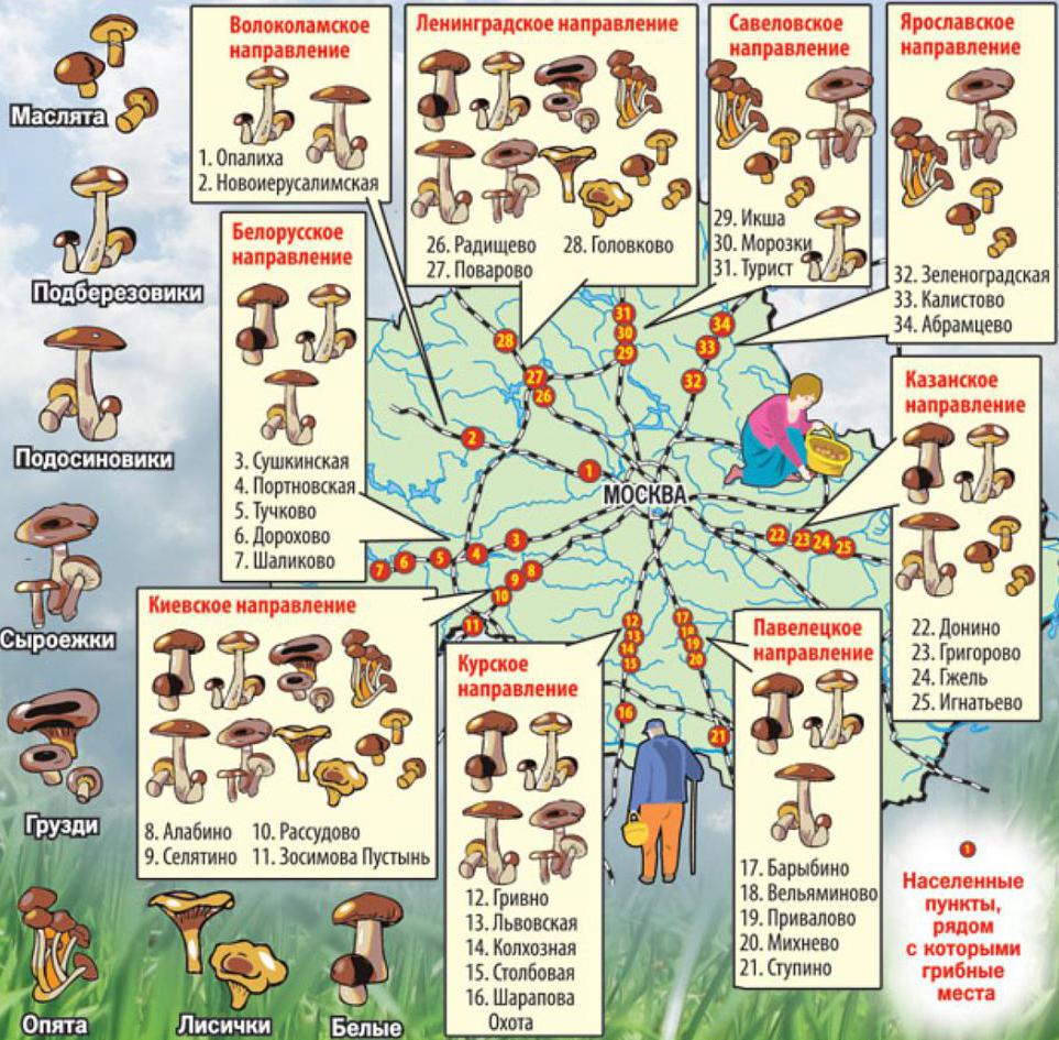 Карта грибных мест Подмосковья