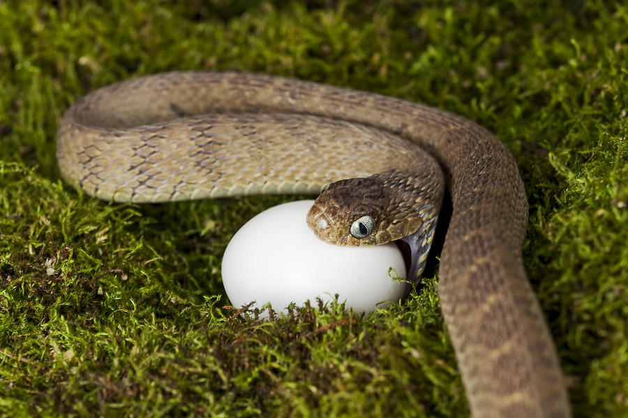 змея ест яйцо