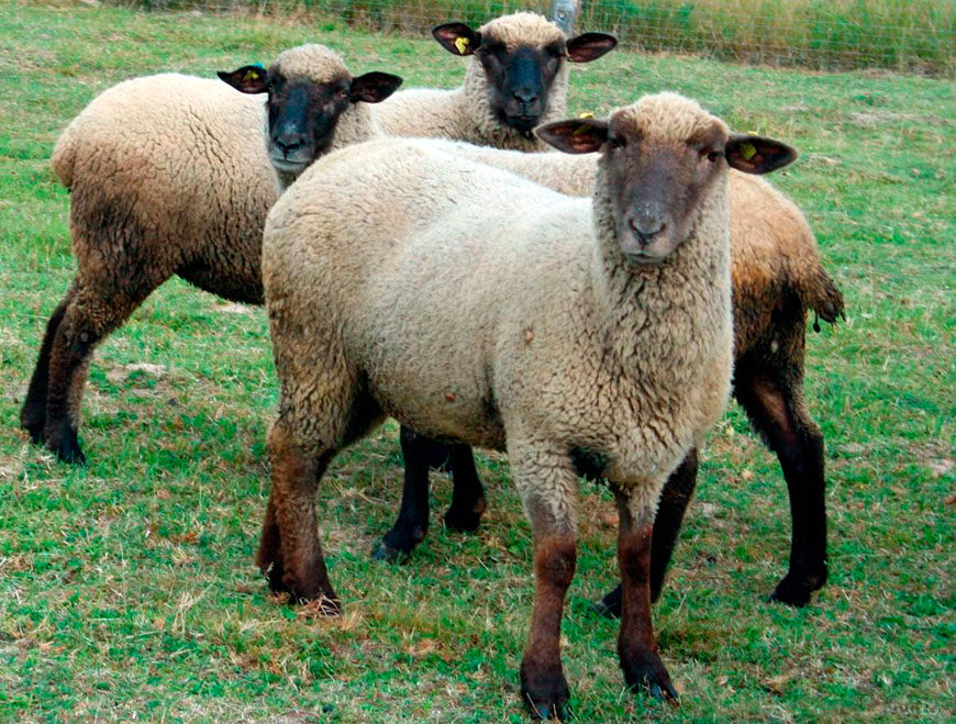 горьковские овцы
