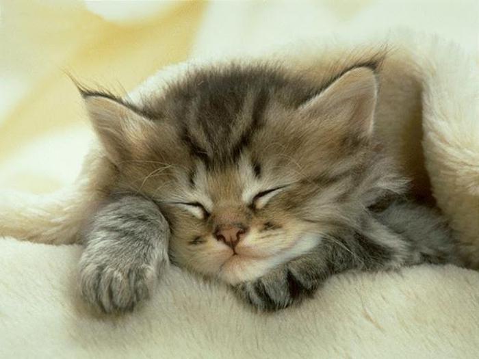 видеть во сне кошек