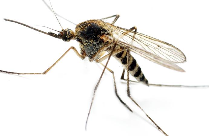 большие комары малярийные