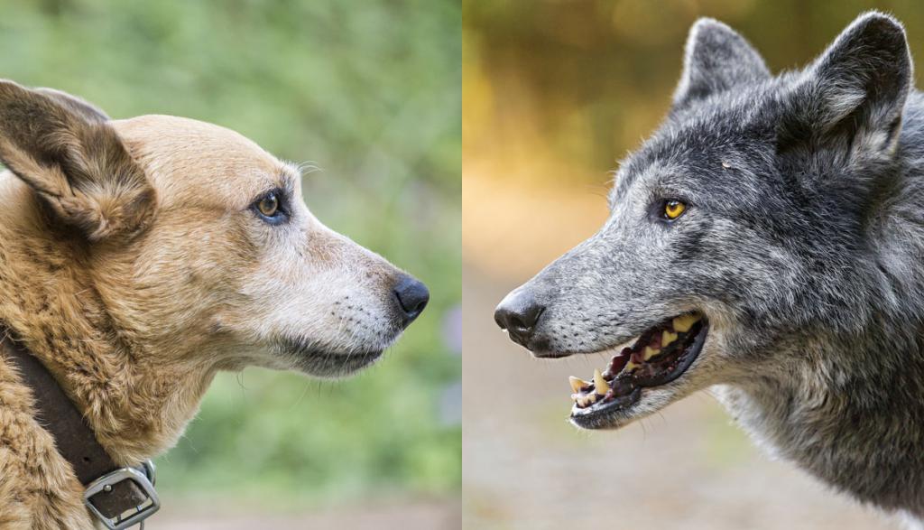 волк против собаки