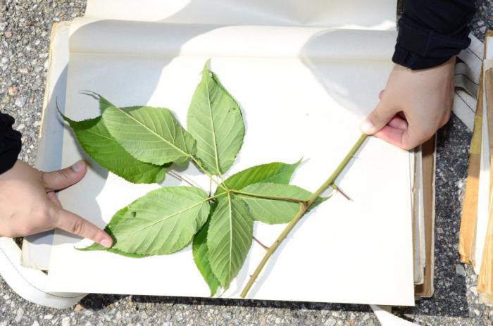 как делать гербарий из листьев