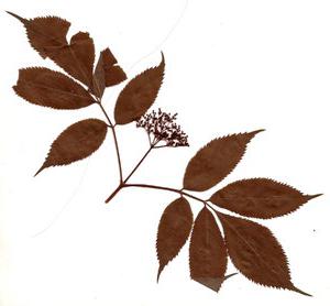 гербарии из листьев
