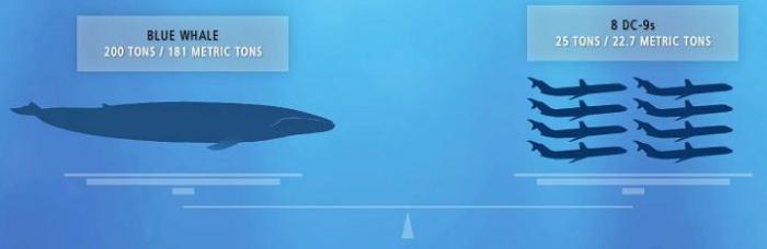 сколько весит самый большой кит