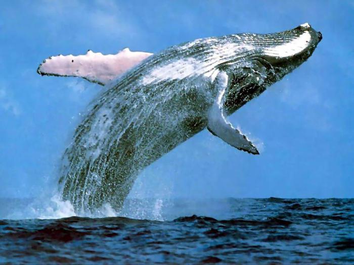 сколько весит голубой кит 