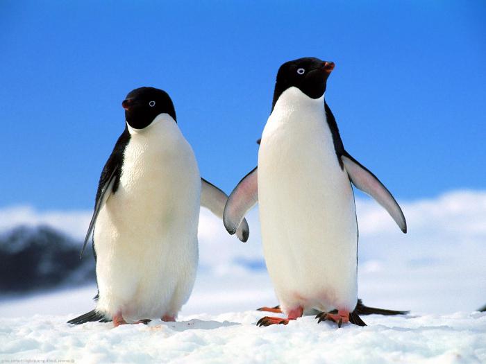 нелетающие птицы пингвины 