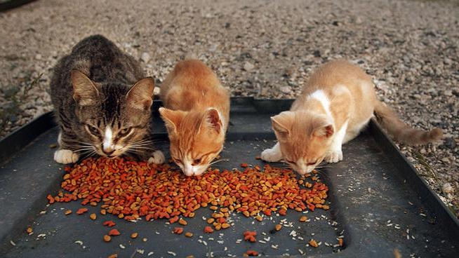 пищевое отравление у кошки