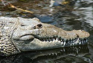 аллигатор и крокодил разница 