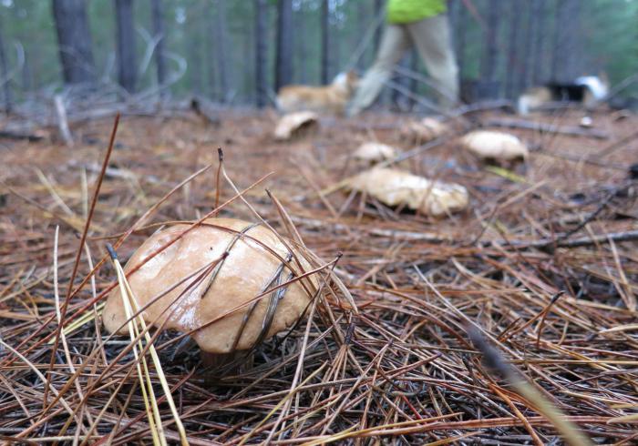 грибы сосновых лесов 