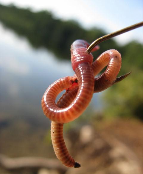 роль дождевого червя в природе