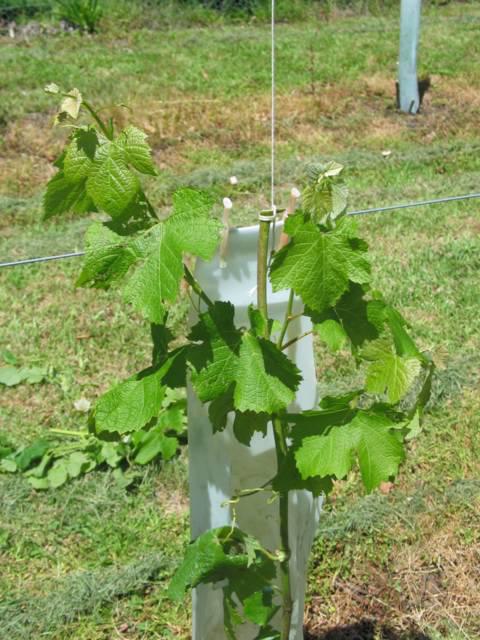 способы формирования виноградного куста