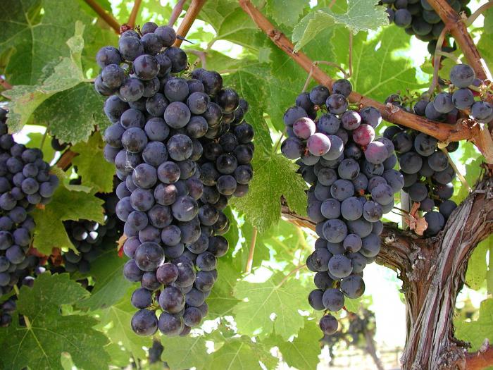 формирование виноградного куста