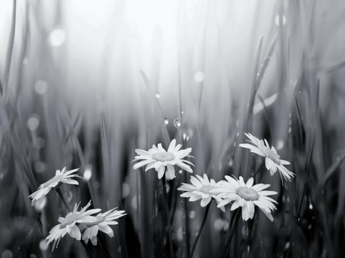 черно белые фотографии цветов