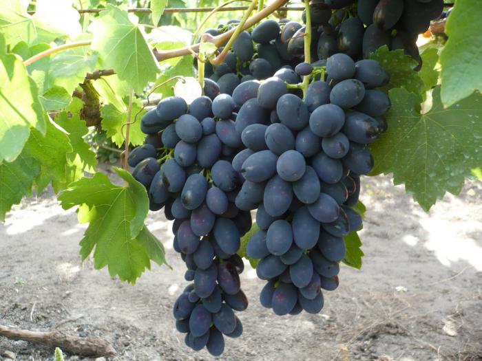 десятка лучших сортов винограда
