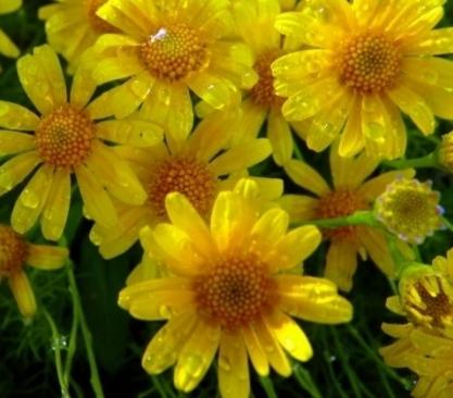 Желтые цветы похожие на ромашку