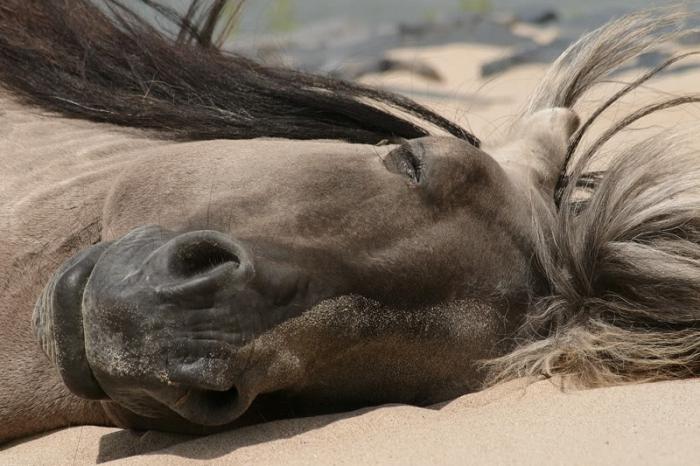 почему лошади спят стоя