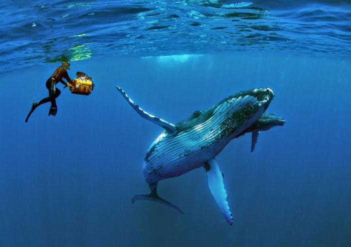 дайвинг с китами в доминикане