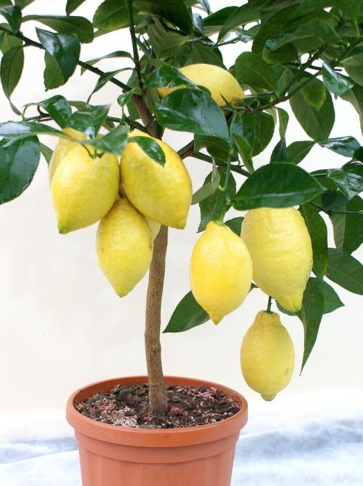 посадка лимона в домашних условиях