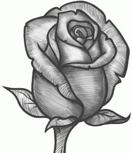 как правильно рисовать розы