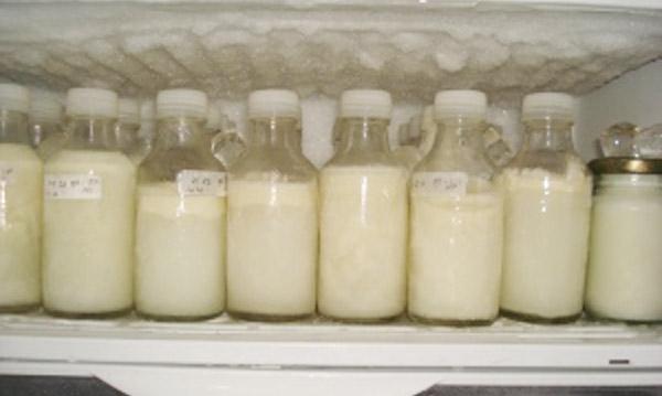 сколько грудное молоко можно хранить в холодильнике