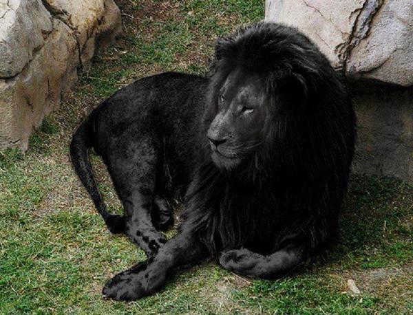 черный лев в природе