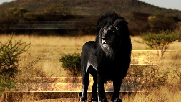 черные львы