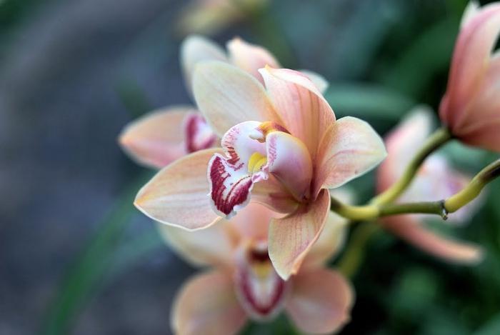 уход за отцветшей орхидеей
