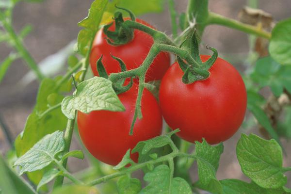 секреты выращивания помидоров