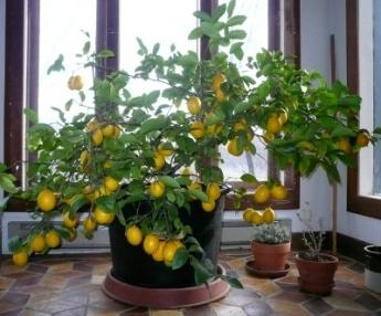 как привить домашний лимон