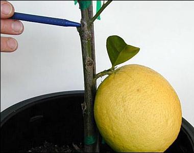 как привить лимон в домашних условиях