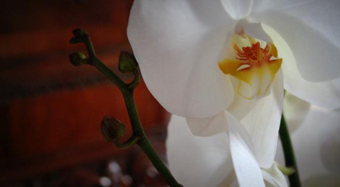 к чему снится белая орхидея