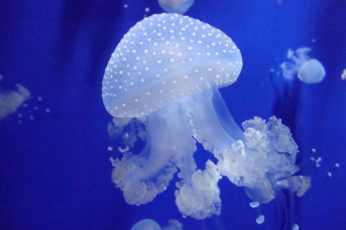 к чему снится большая медуза
